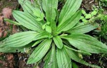 Damar Otu Nedir? Faydaları, Zararları ve Dikkat Edilmesi Gerekenler