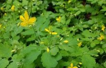 Kırlangıç Otu: Özellikleri, Faydaları ve Zararları